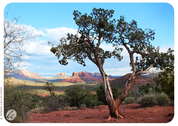 Trees01_HappyTreePress.jpg