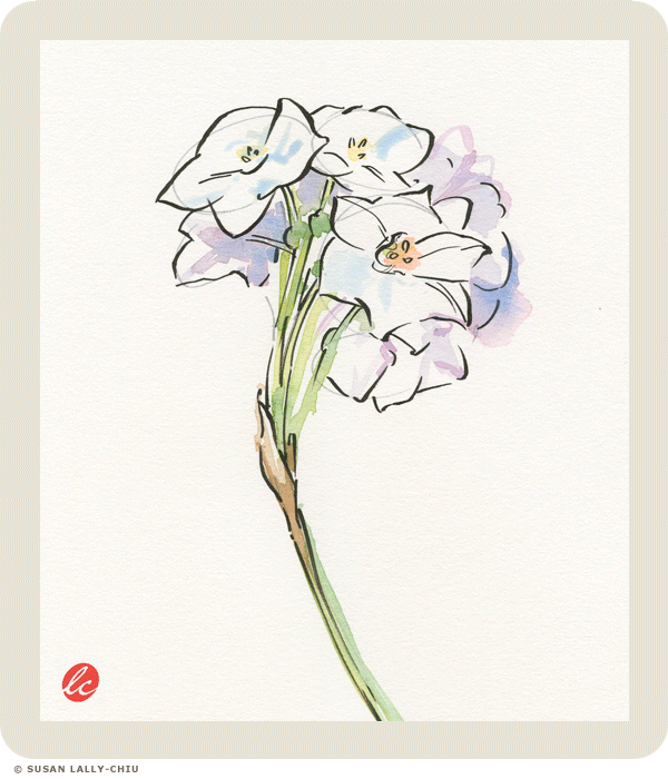 PaperWhites_Watercolor_HappyTreePress.png