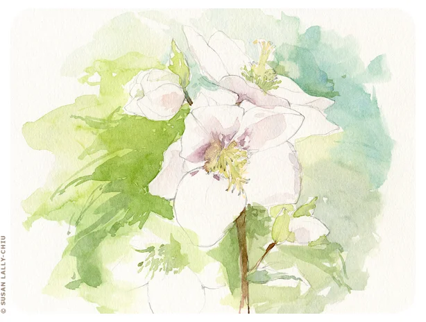 Helleborus01_HappyTreePress.jpg