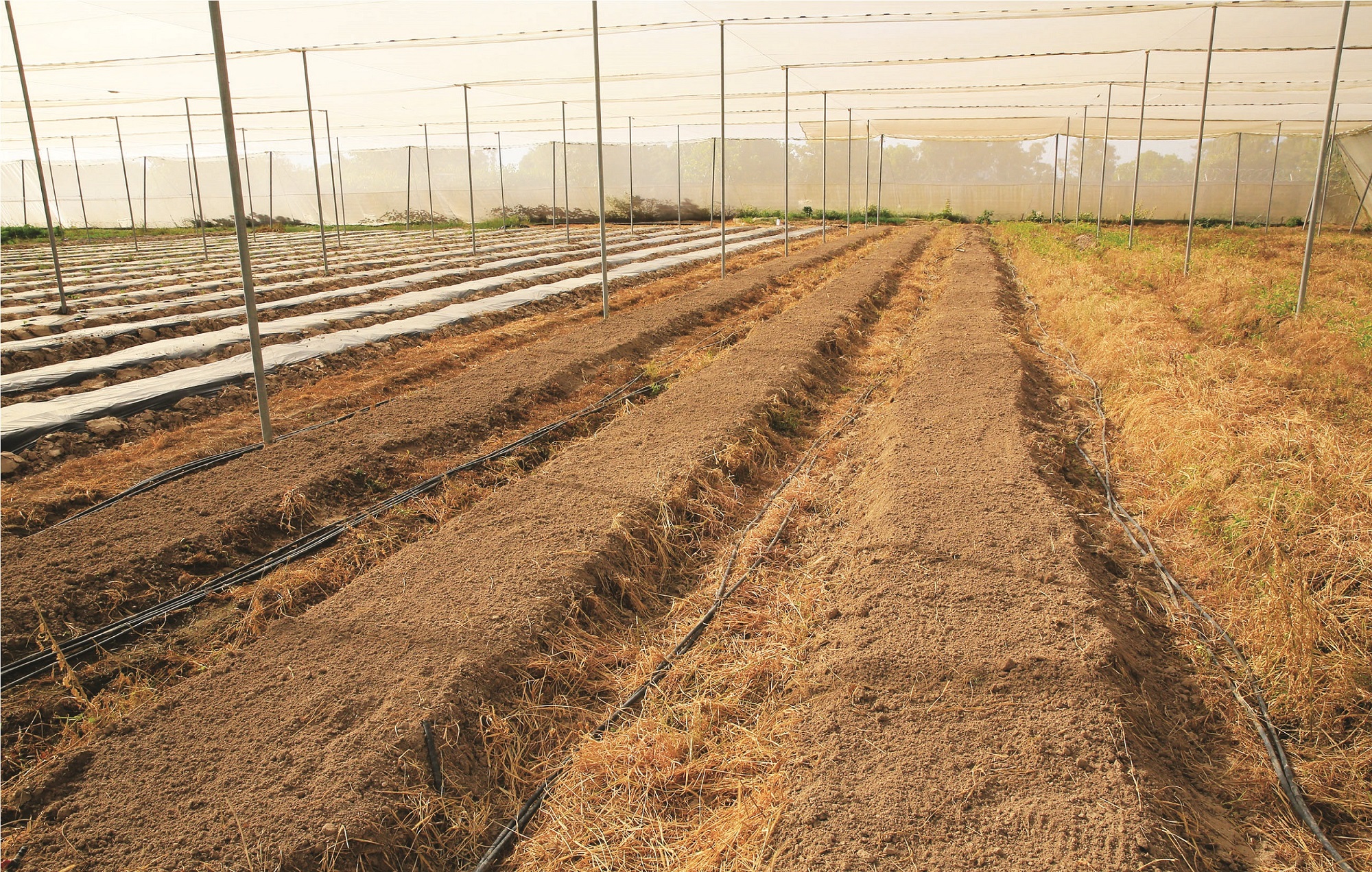 Tambaroua Business Farming - planches