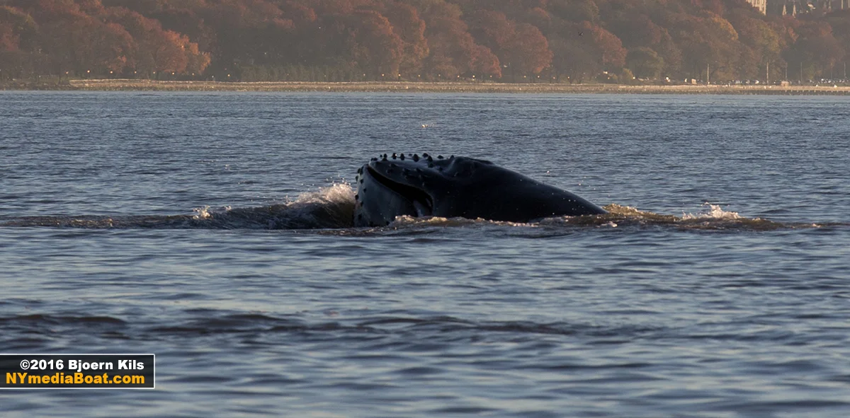 20161117_BjoernKils_NewYork_Whale-9811_1200.jpg