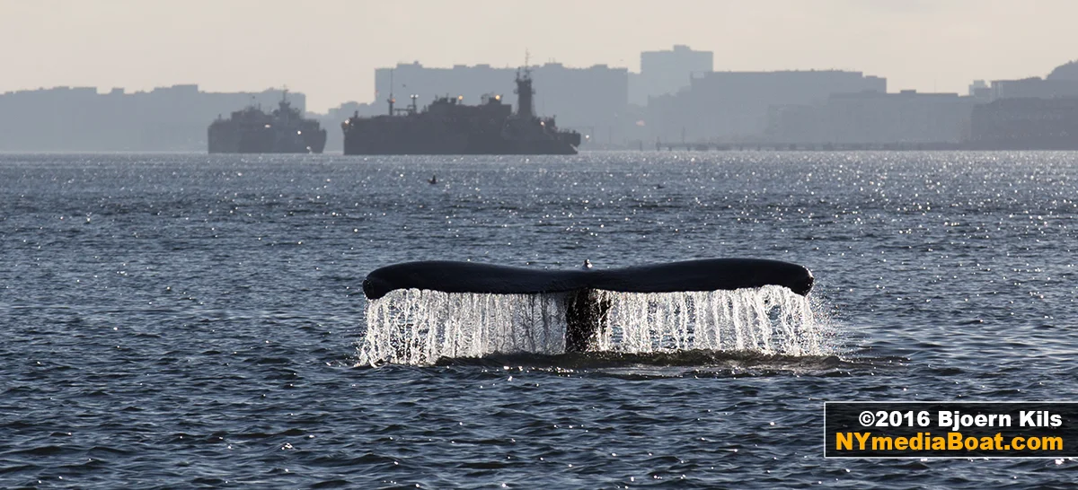 20161119_BjoernKils_NewYork_Whale-0352_1200.jpg
