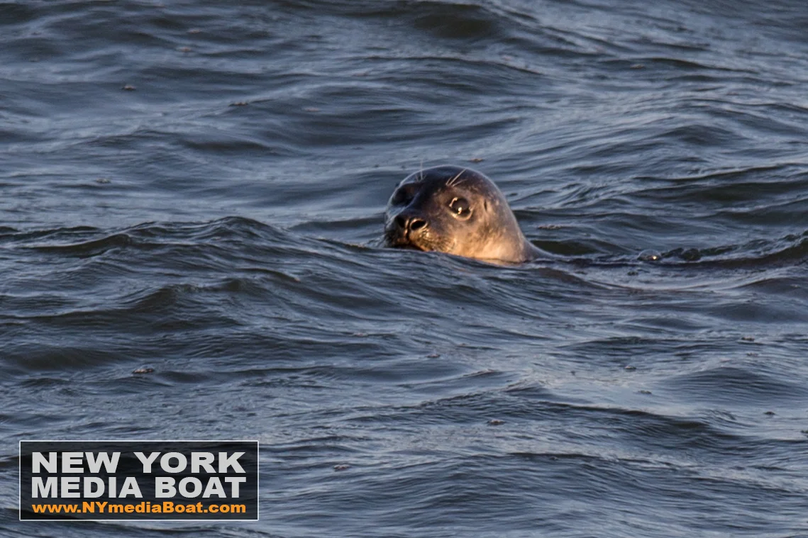 20160326_NYMB_Seals-9388_wm.jpg
