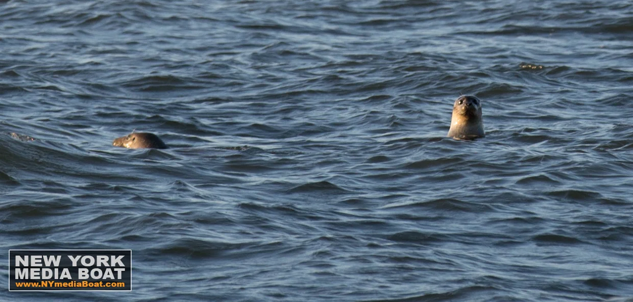 20160326_NYMB_Seals-9373_wm.jpg