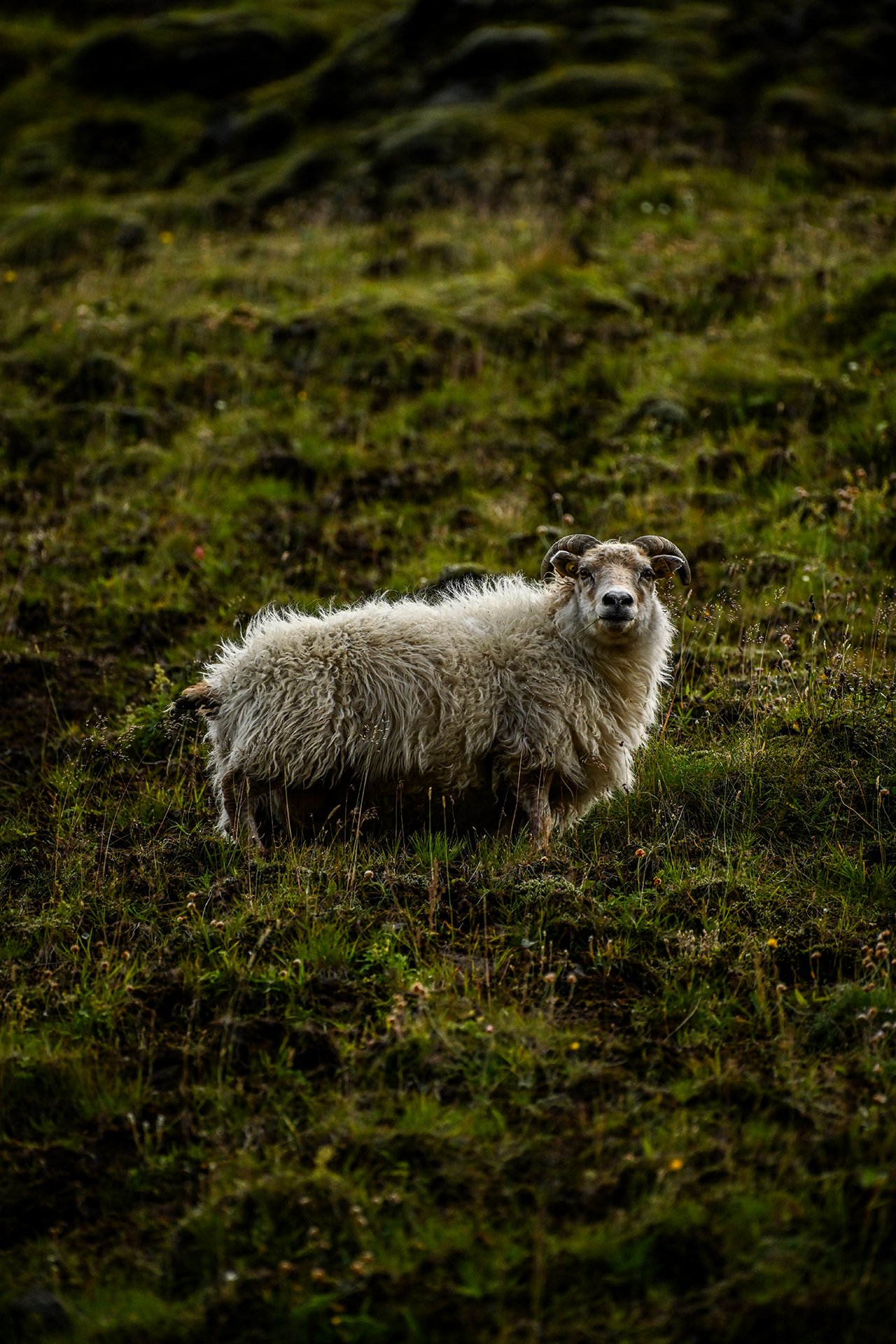 DSC_1063.jpg