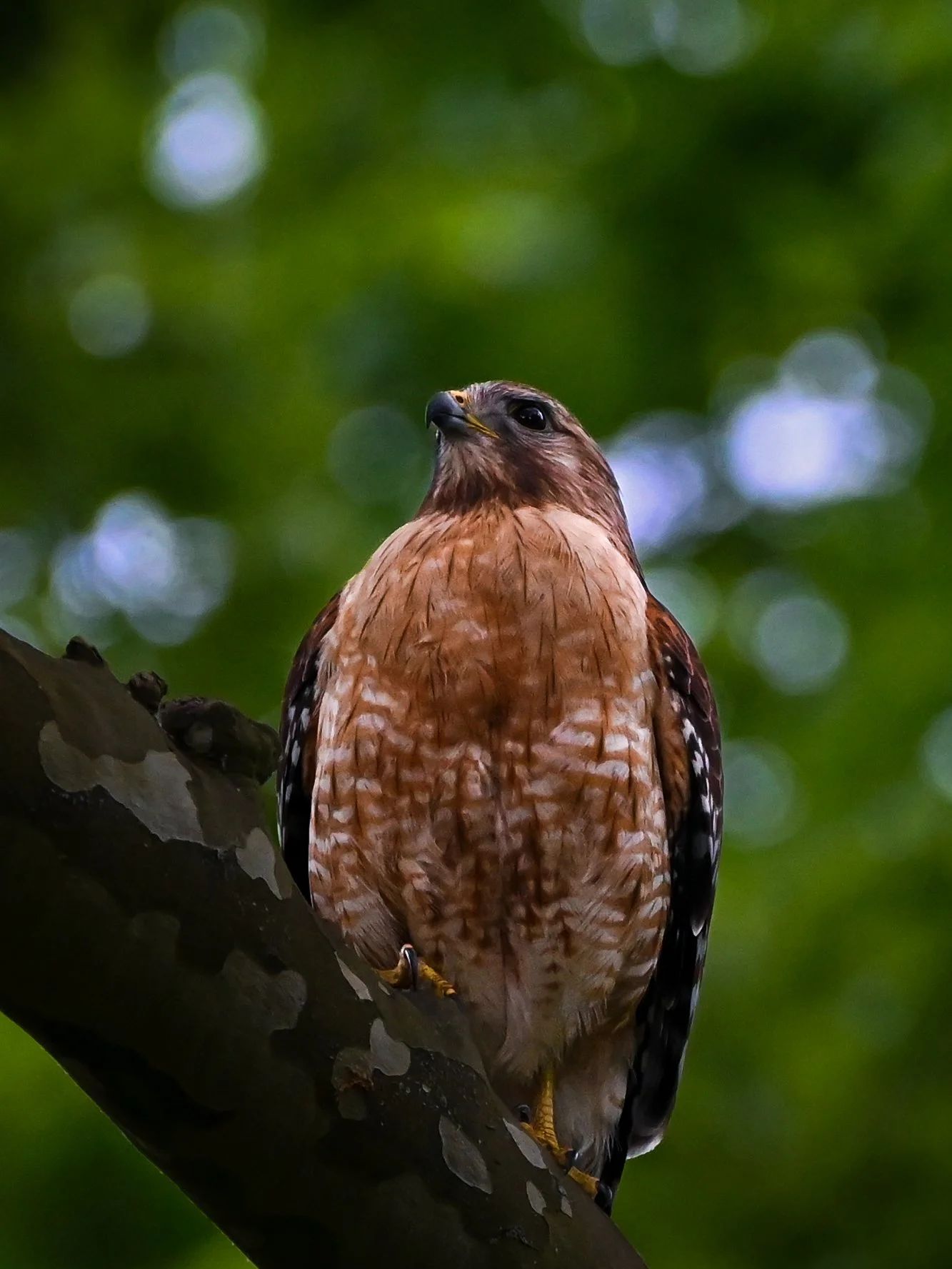 DSC_9381.jpg