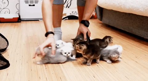 herding-cats-a.gif