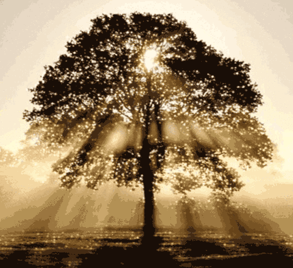 3.gif