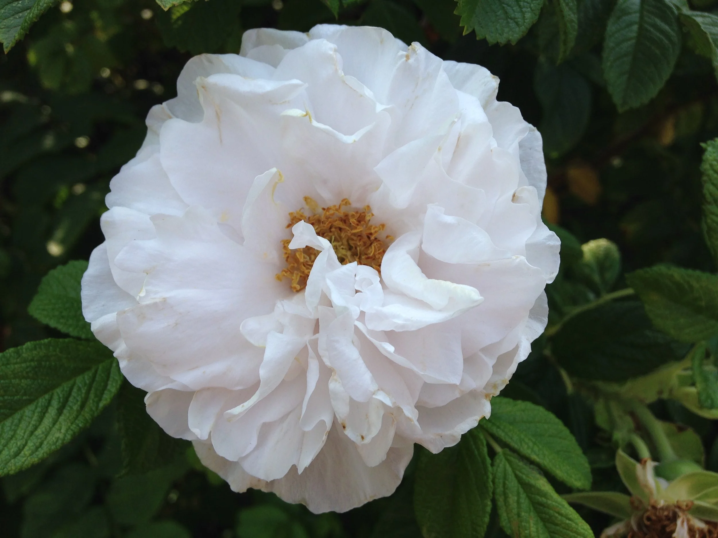                              In Memoriam: The Death of Innocence