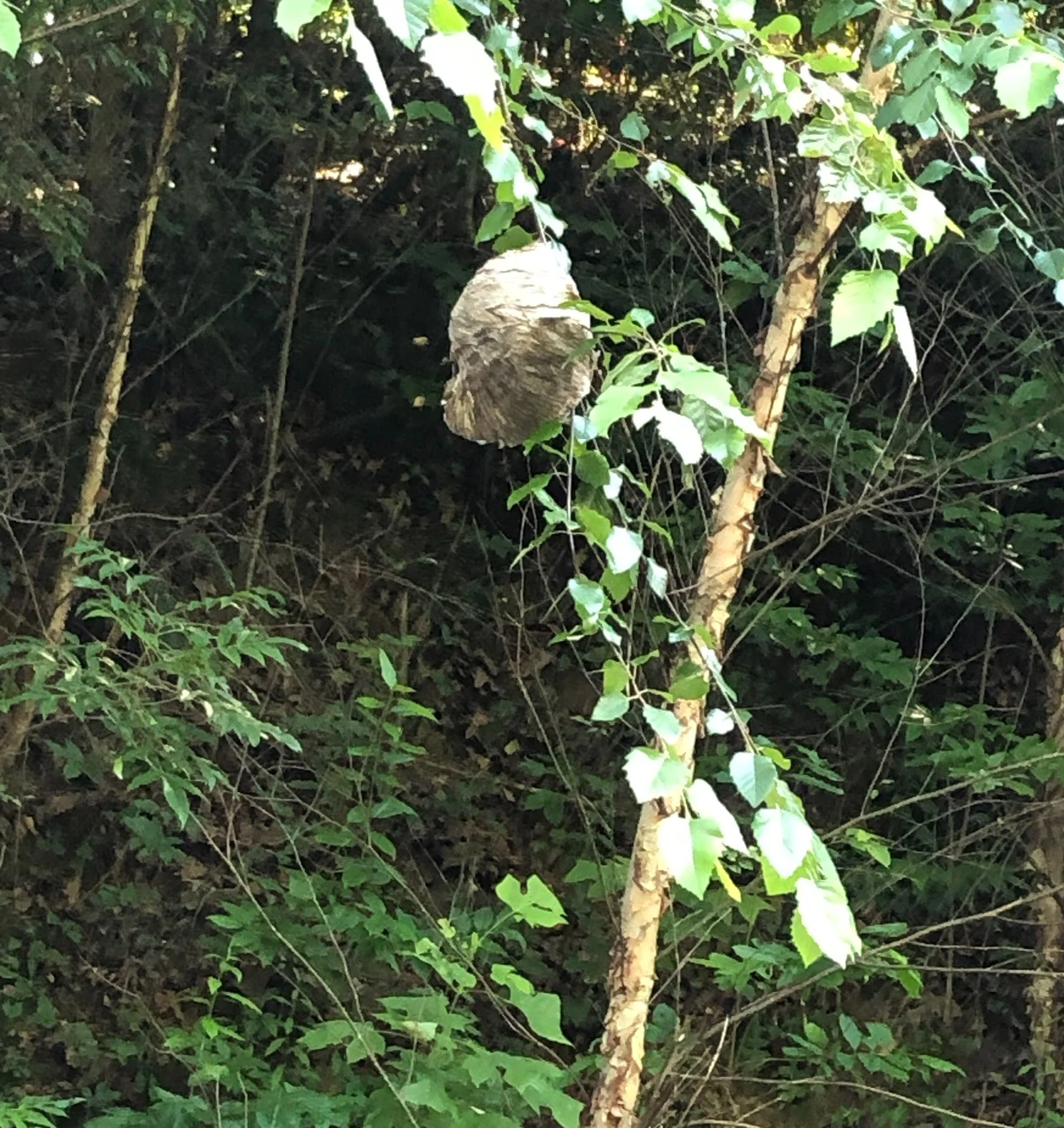 Aerial Yellow Jacket Nest photo by Carroll S. Taylor 2019
