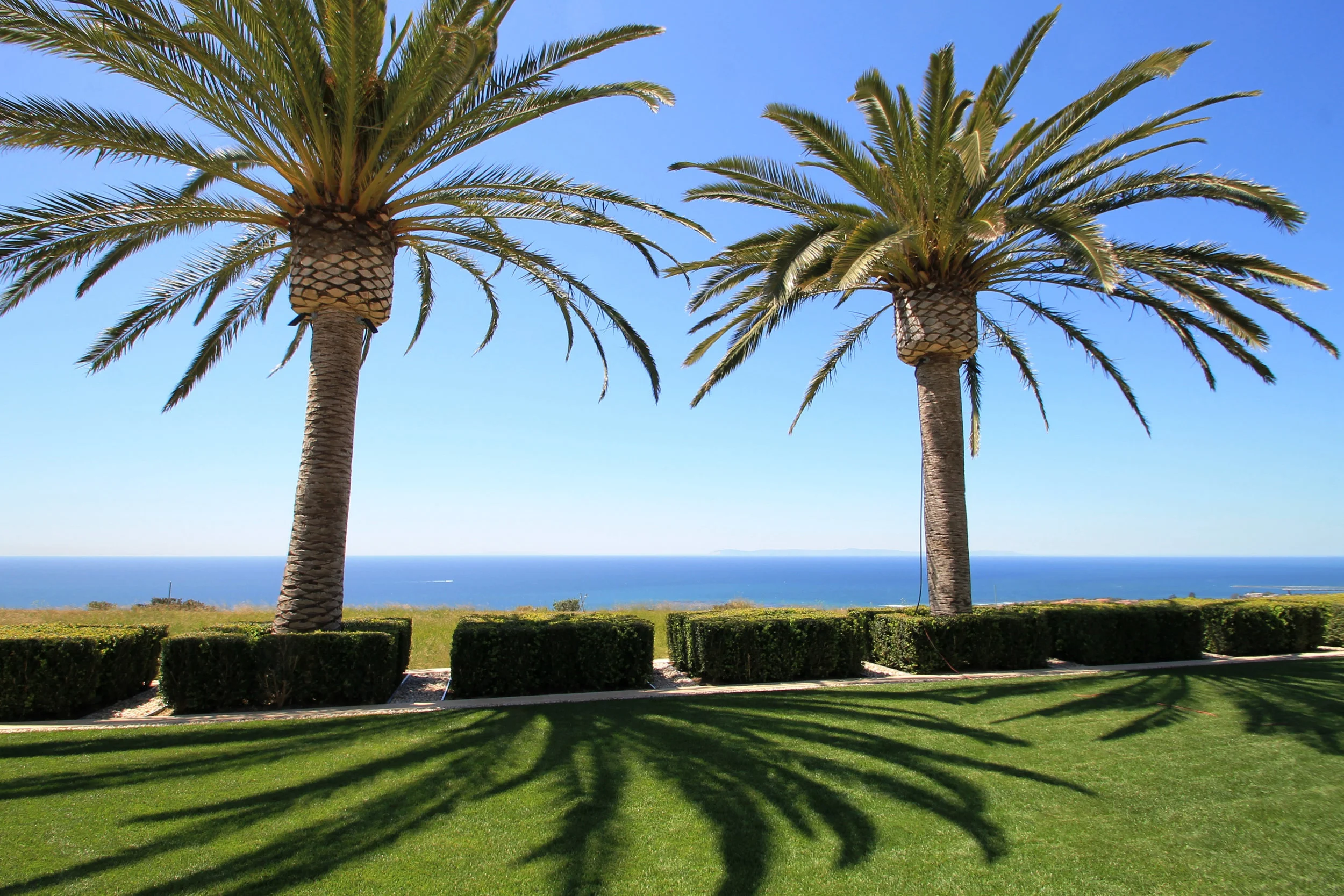 Buxus linear.jpg
