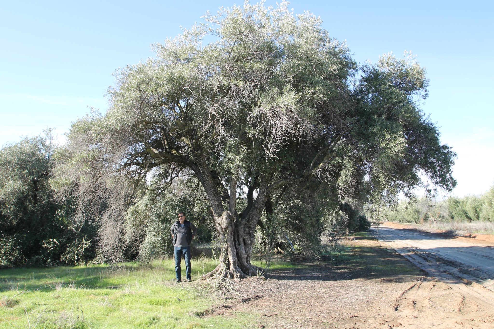 Olea europaea | Olive tree