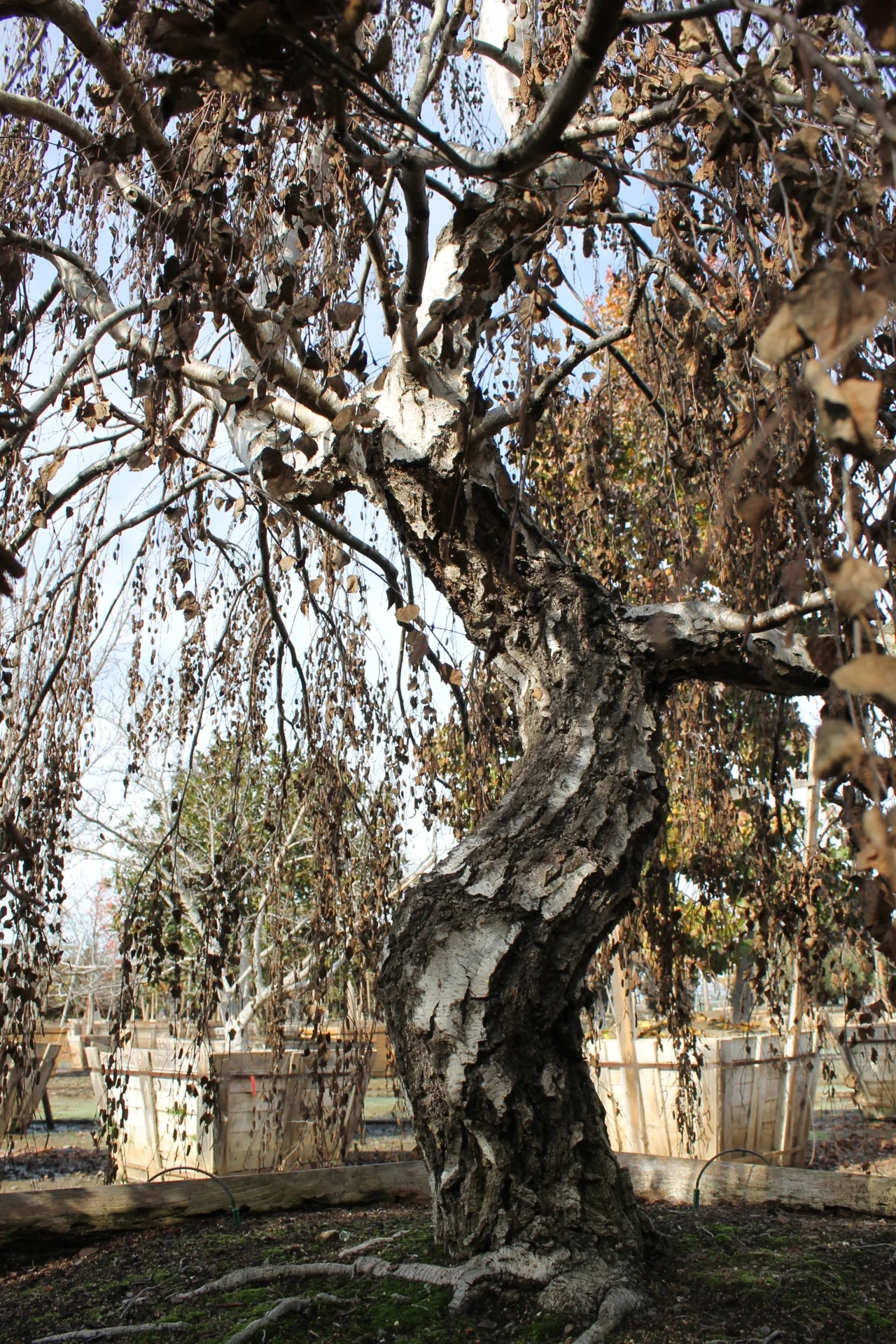 Betula weeping (3).JPG