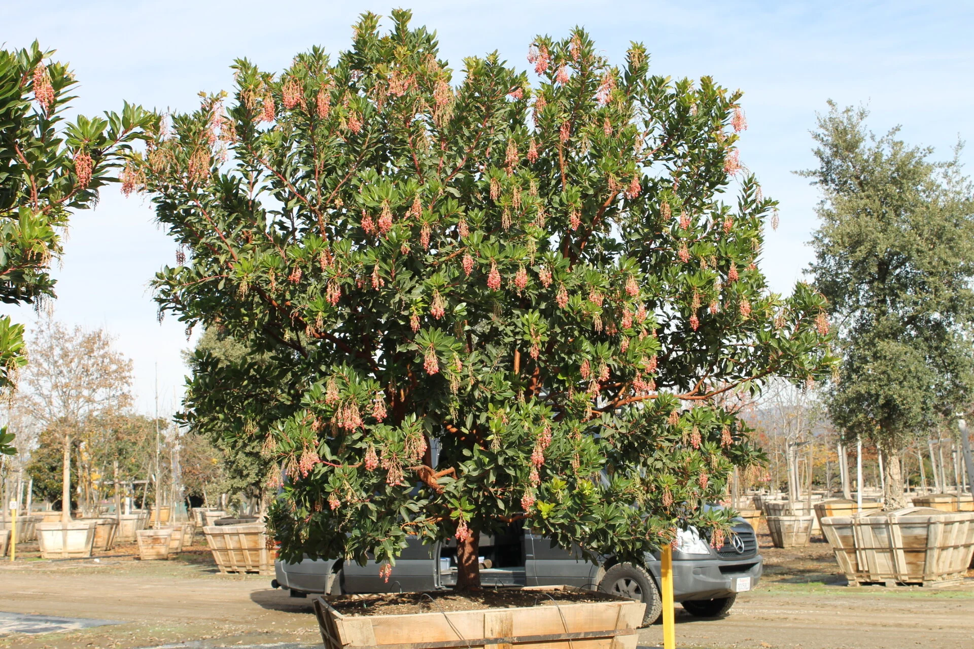 Arbutus marina multi