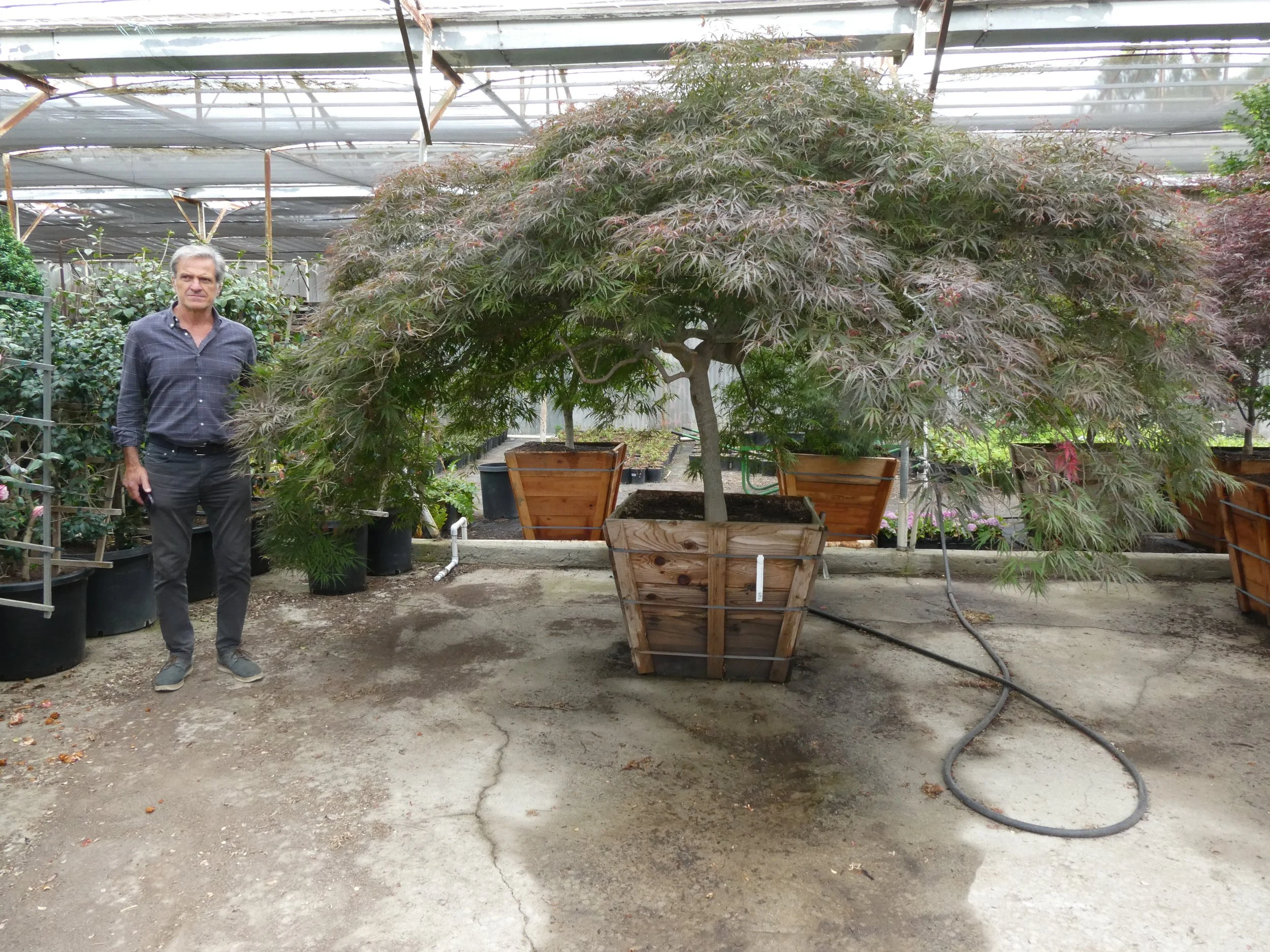 Acer Inaba Shidare 6-7 f x 10-12 ft.JPG