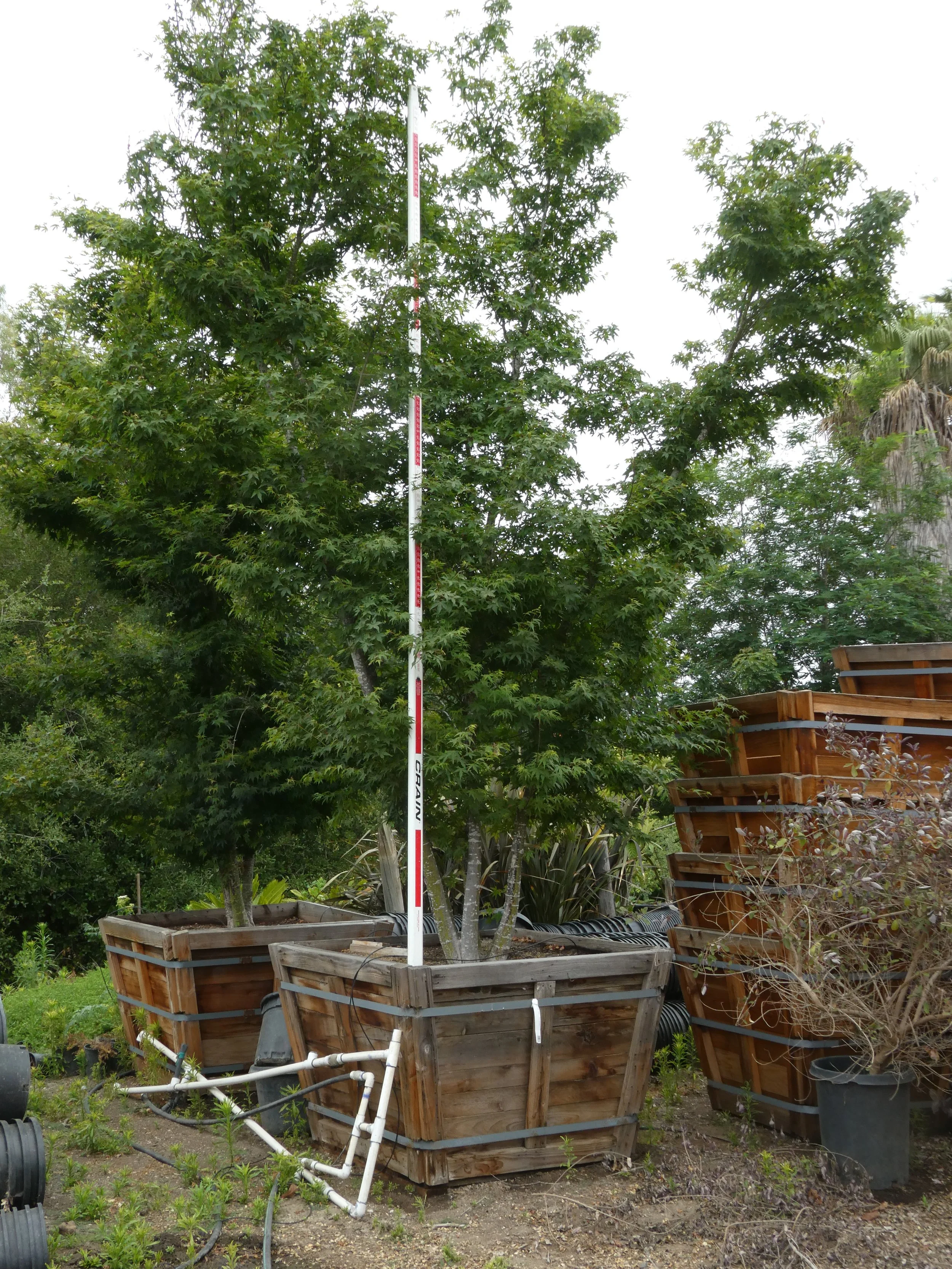 Acer palmatum 14-15 x 10 ft .JPG