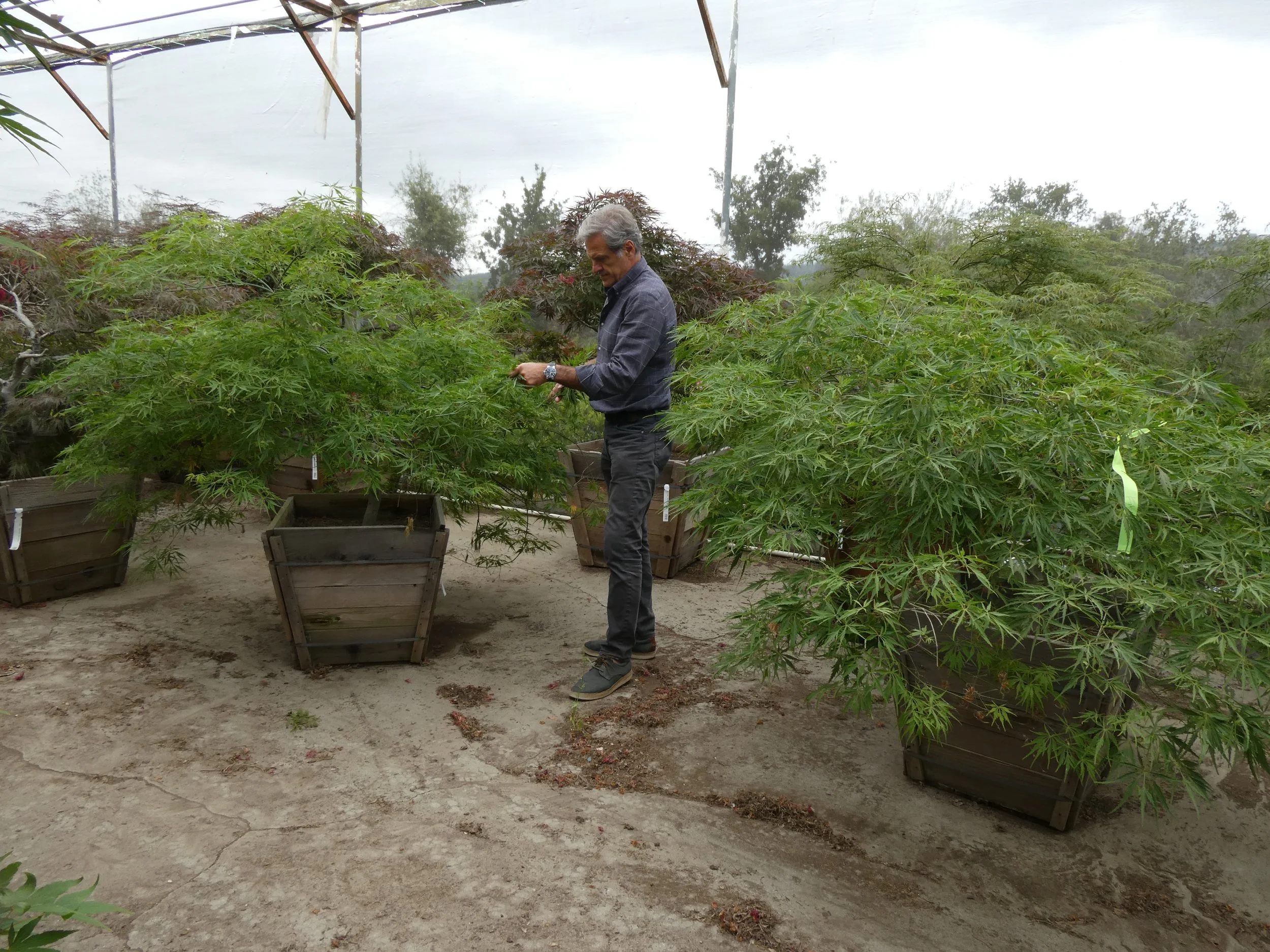 Acer virdis 4-5 x 6 ft - 24 box.JPG