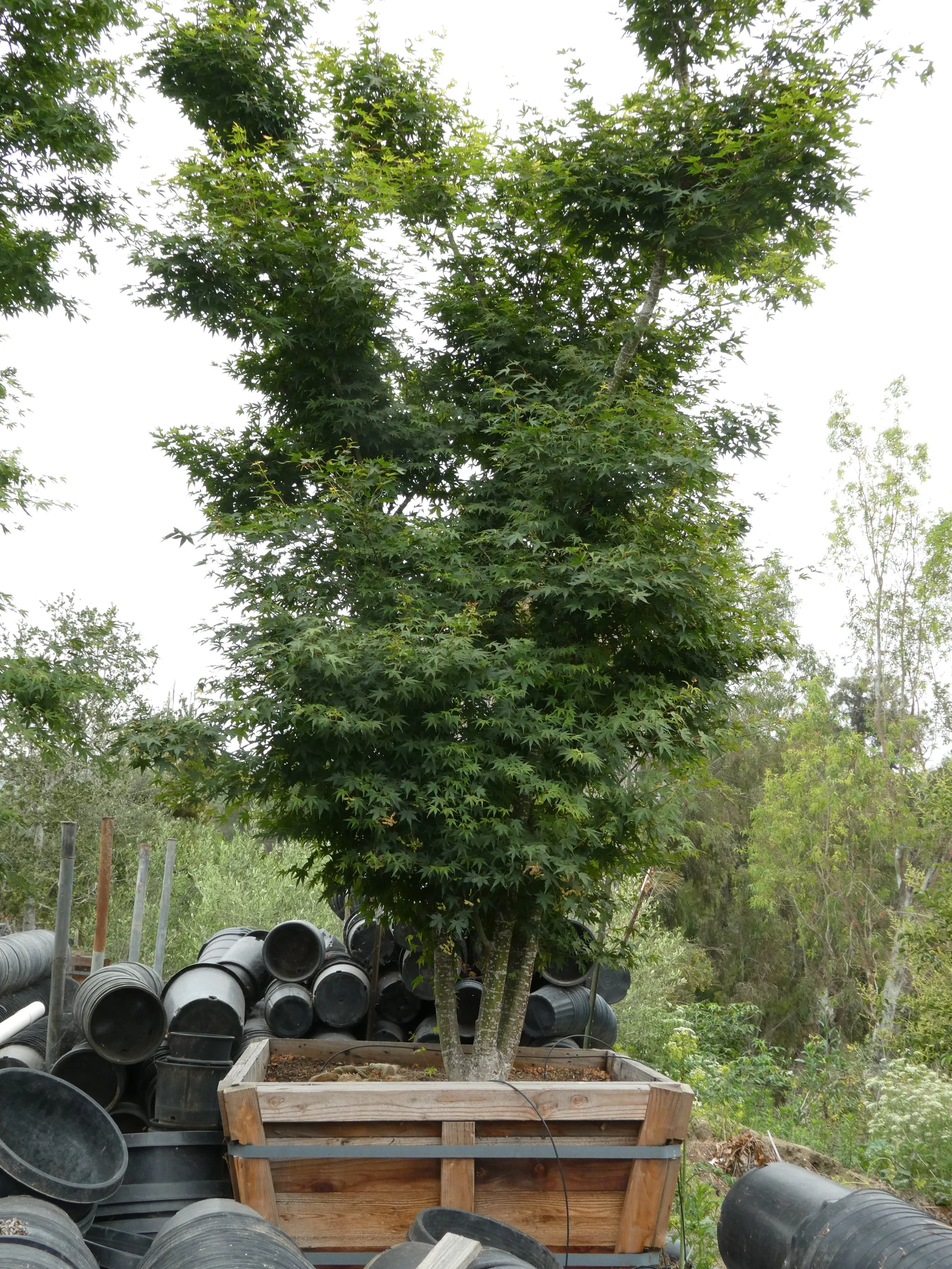 Acer palmatum 12-14 x 10 ft .JPG