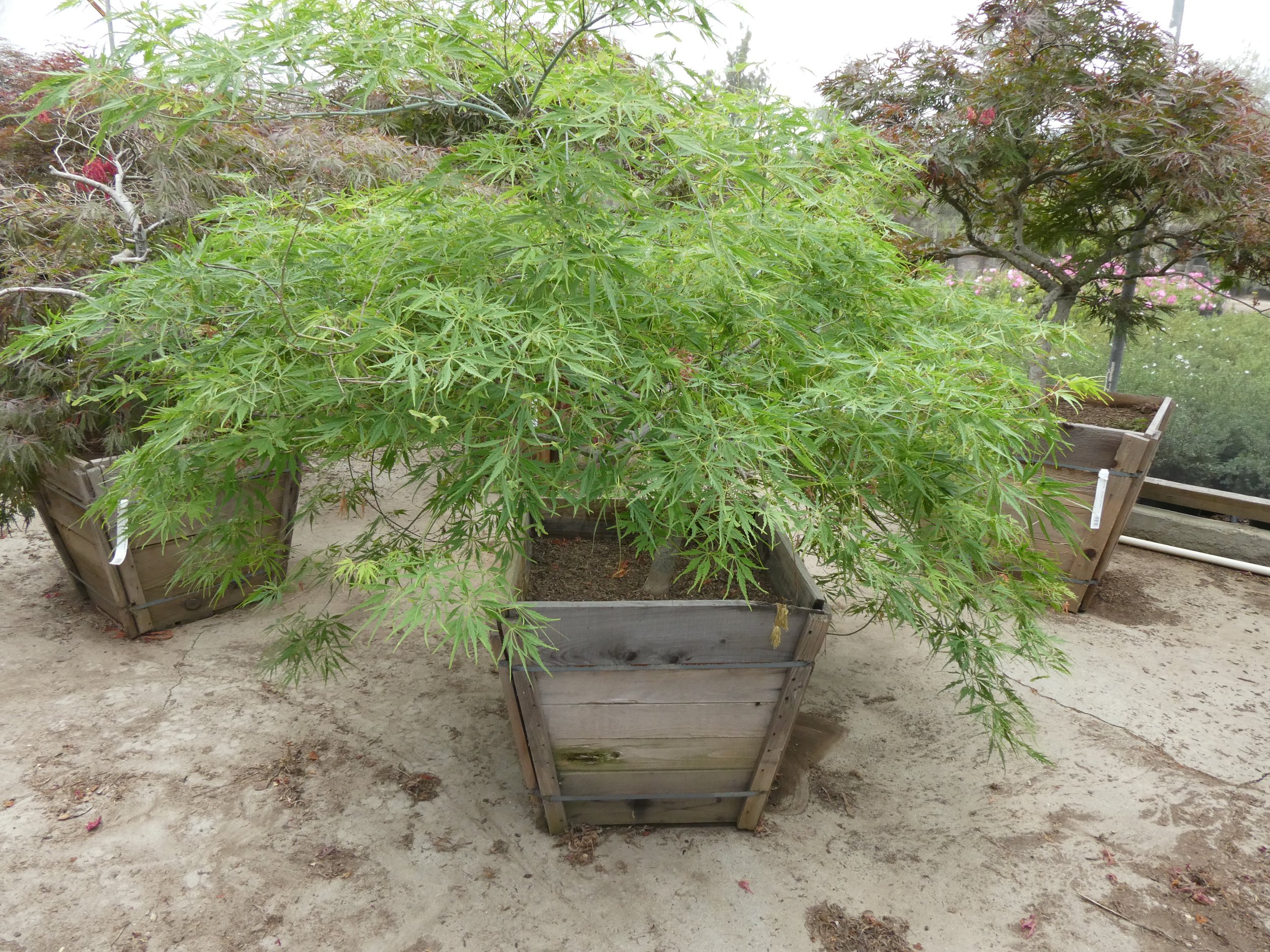 Acer viridis 4-5 x 6 ft - 24 box.JPG