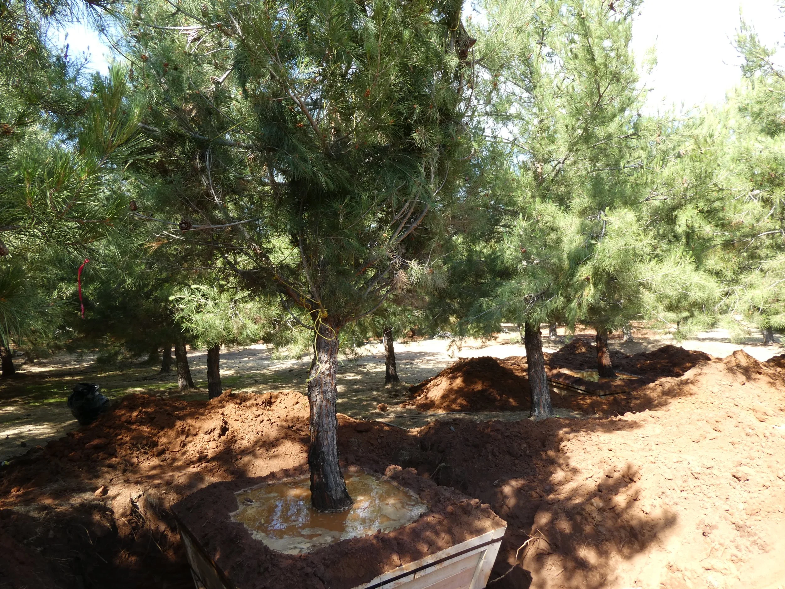 Pinus halepensis crop.JPG