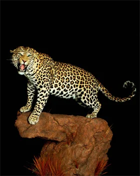 POSE Leo1