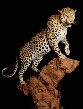 POSE Leo2
