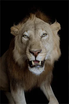 lion-cat-f12.jpg