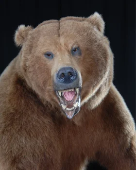 brown_bear-2_0909.jpg