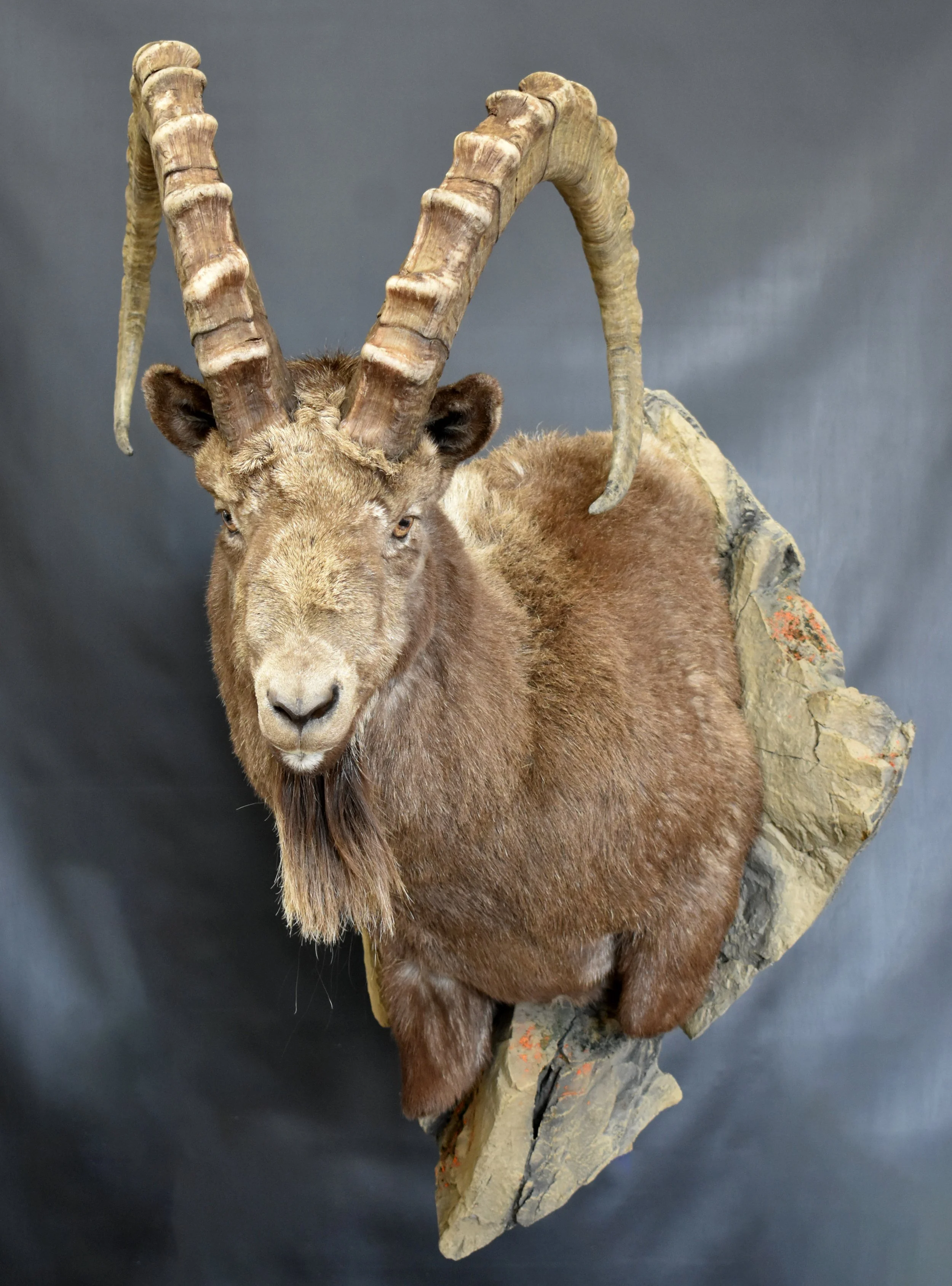 IBEX 