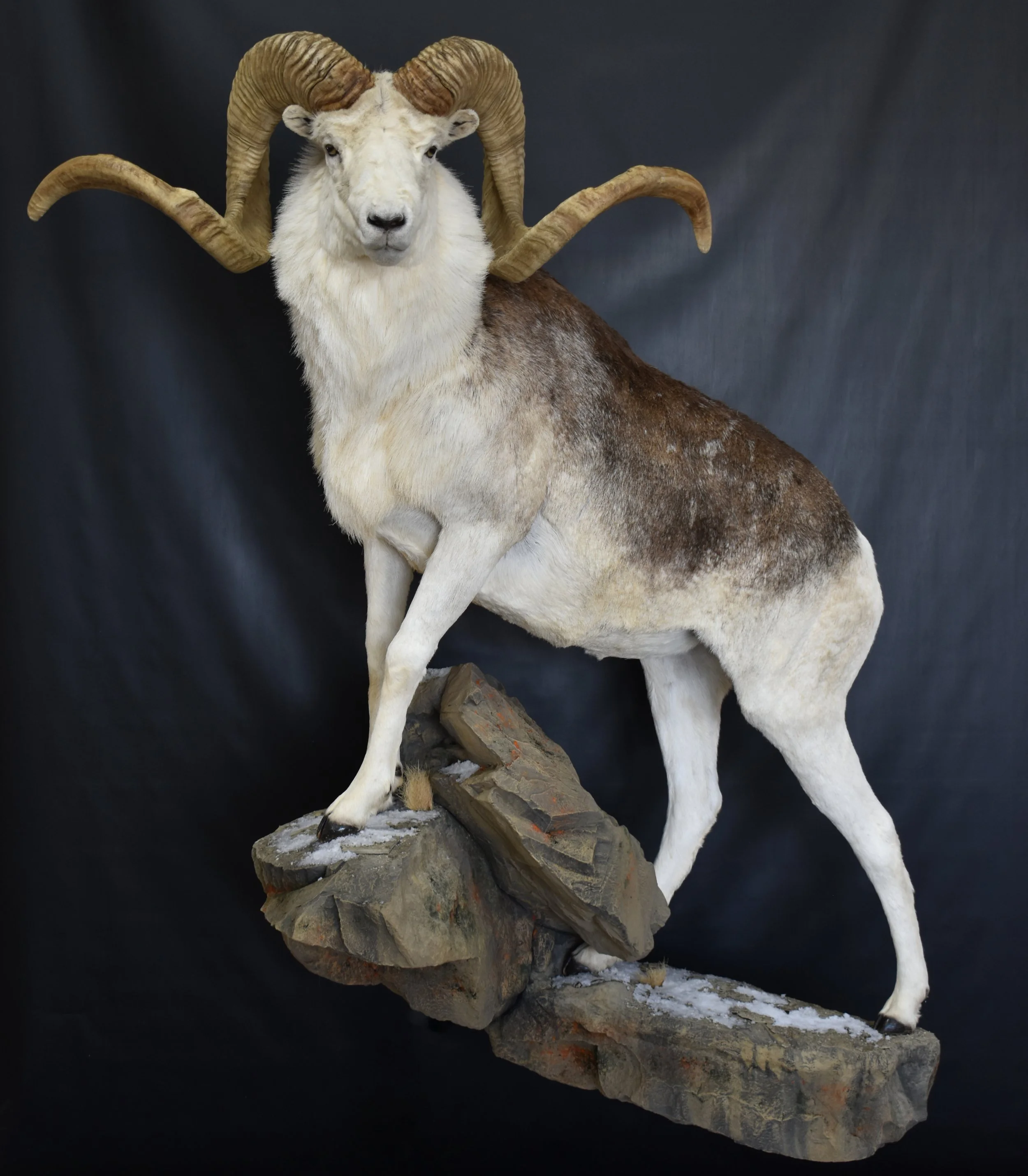 Marco Polo Sheep 