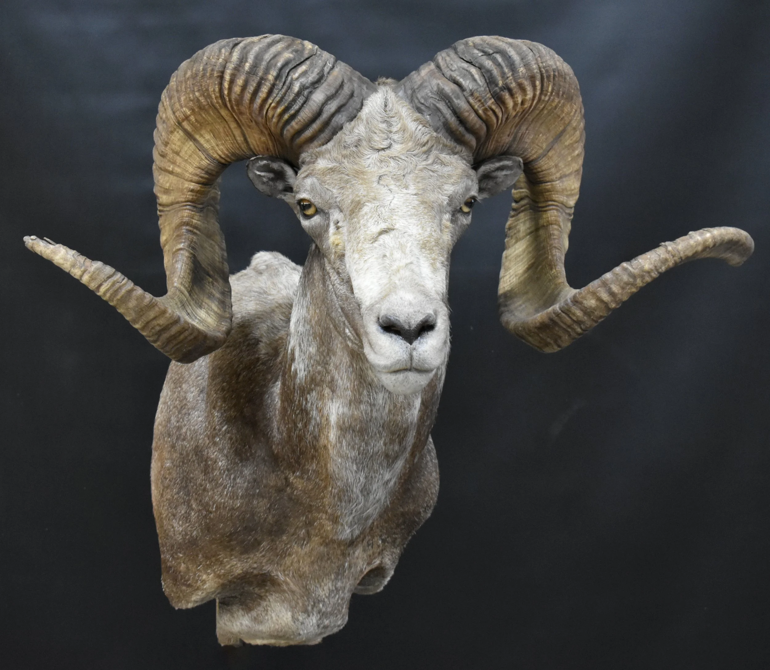 Gobi Argali 
