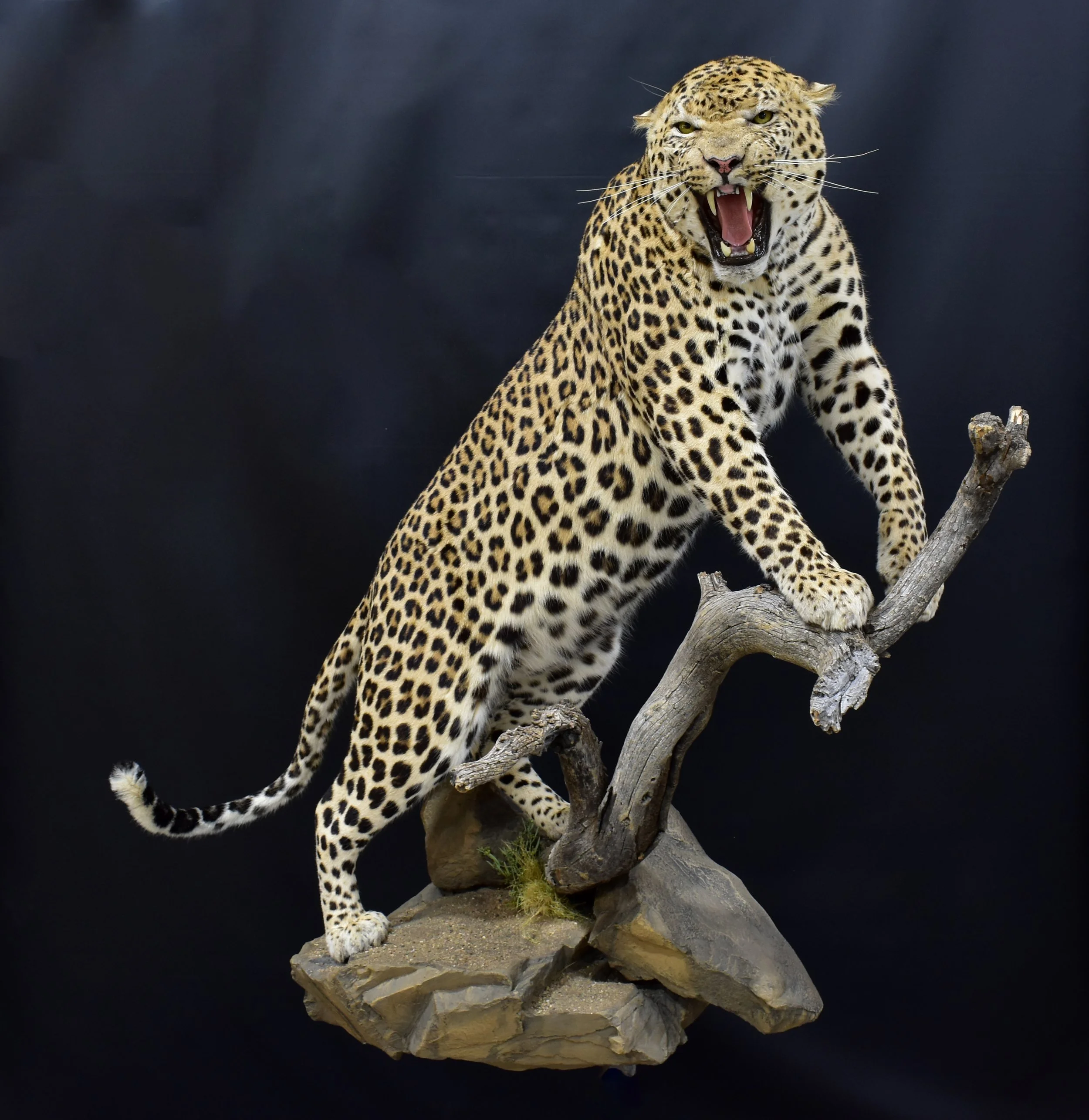 Pose Leo10