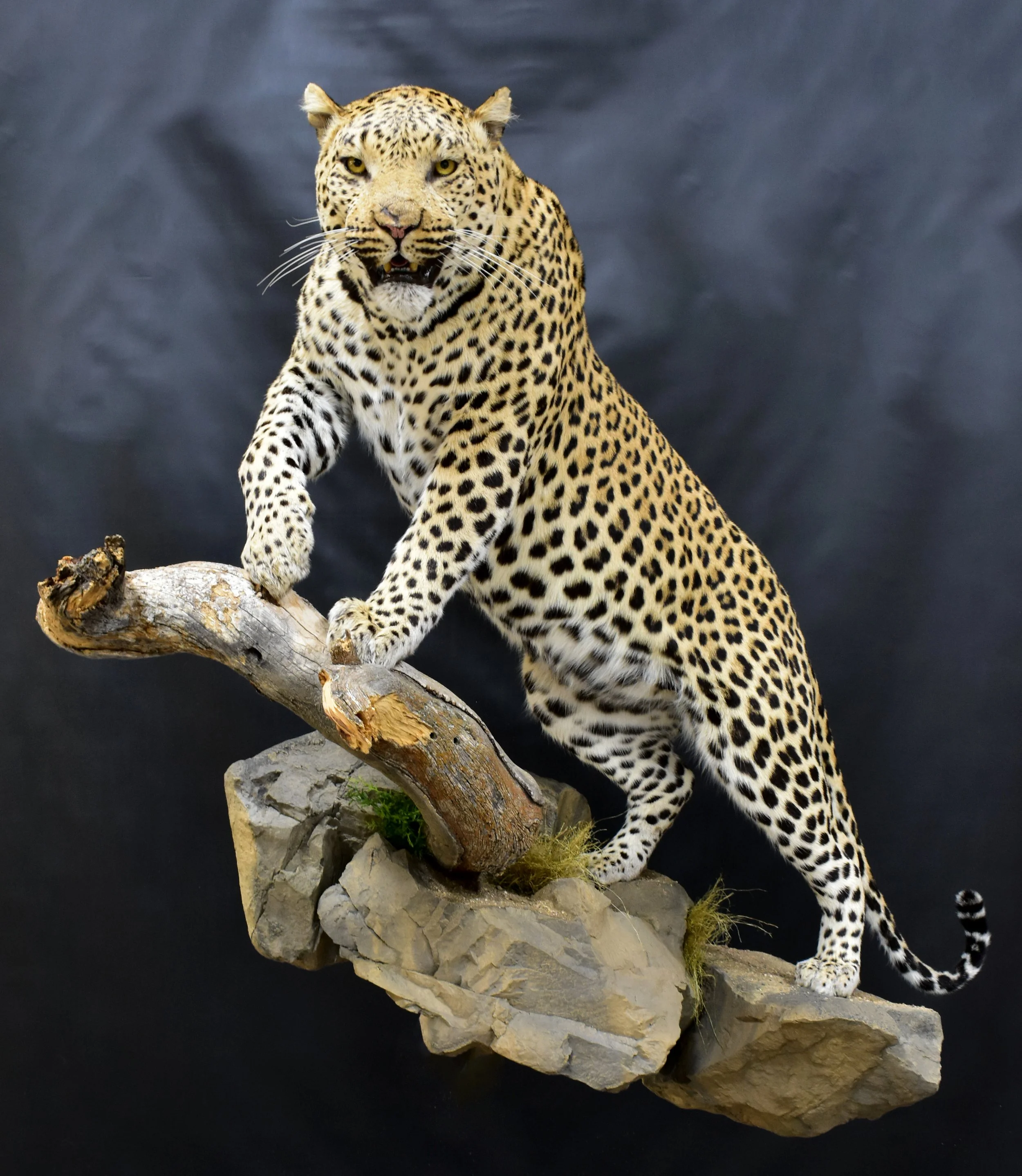 Pose Leo11