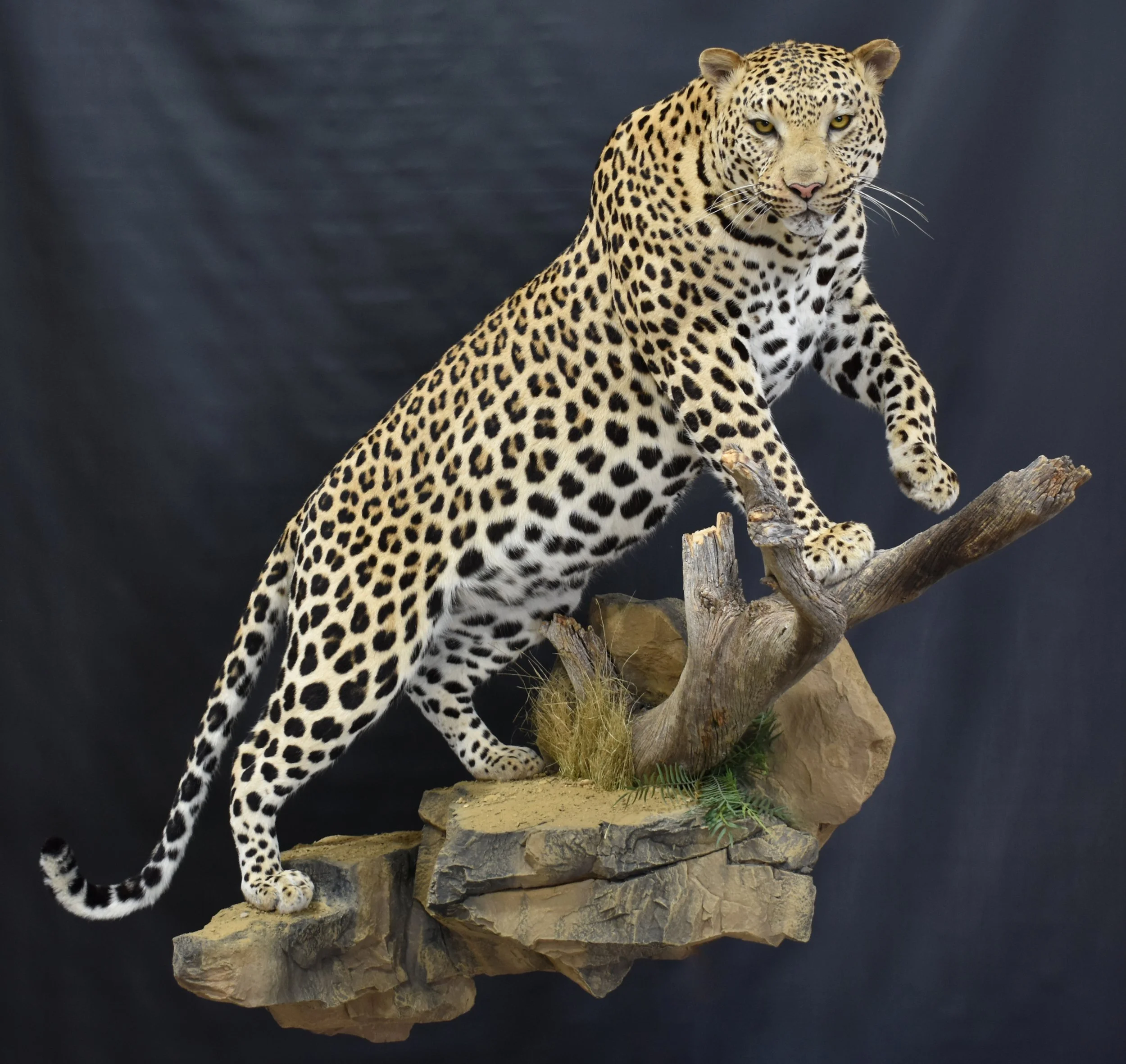Pose Leo12