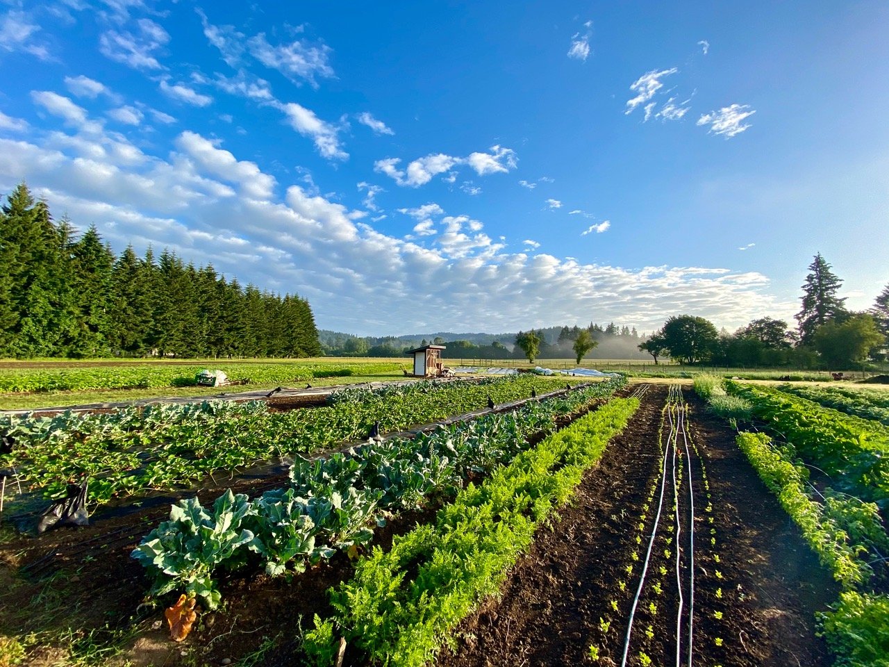 Plant science at the dinner table: peaches - 4-H Plants, Soils & Gardening