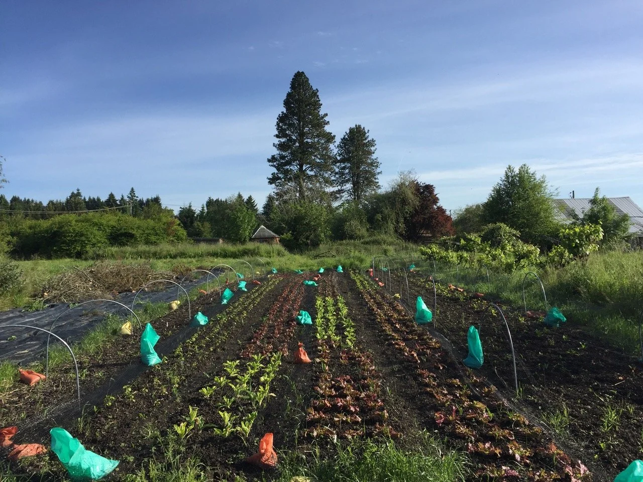 Sunbow Produce- FULL FOR 2025