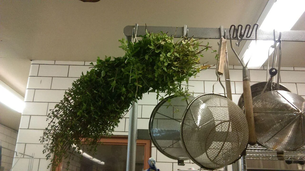 Organic Herbs are Here!