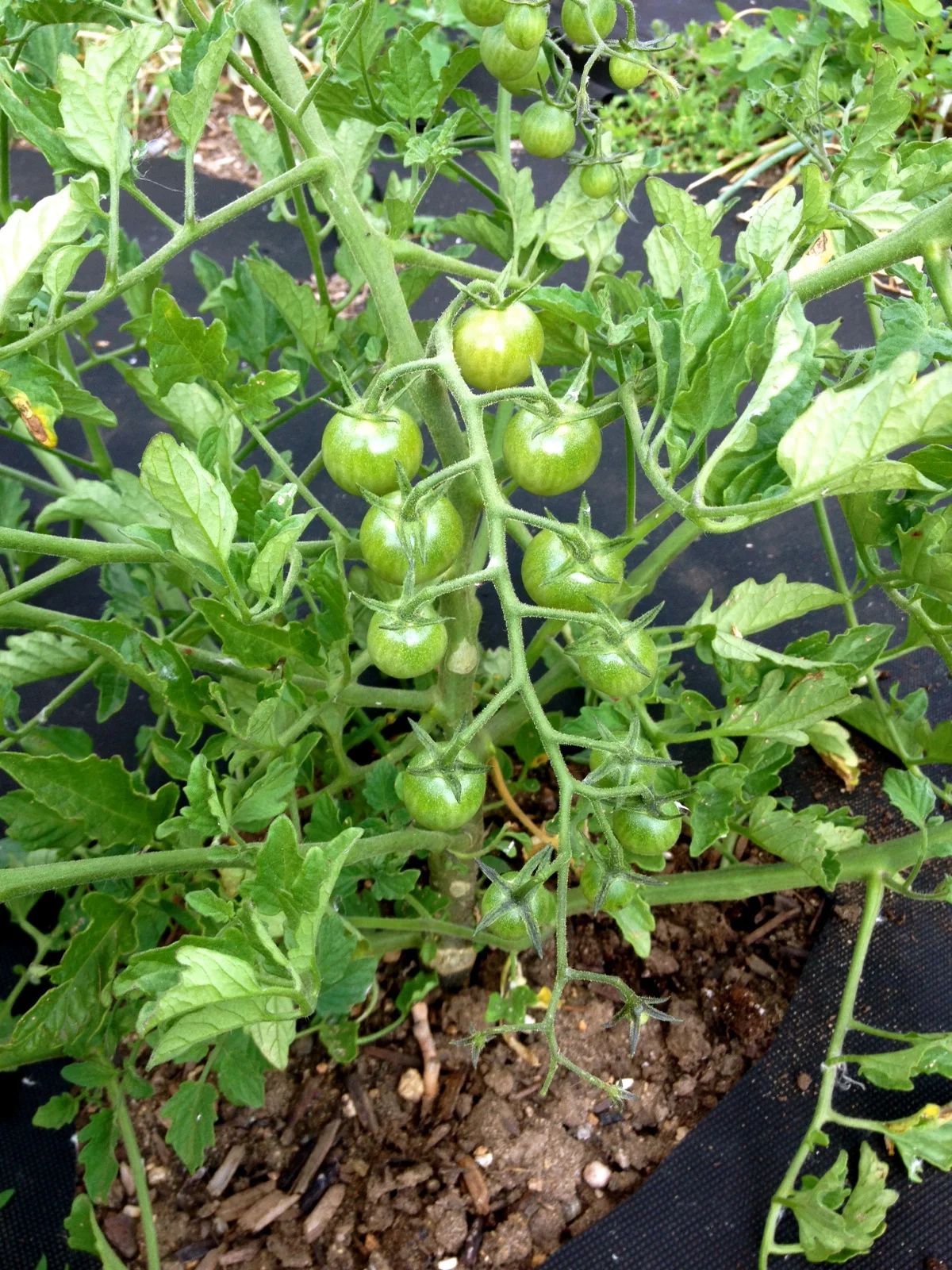Garden Update: Baby Veggies are Here!!