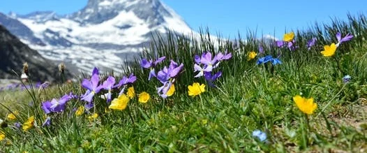 Weeds and Wildflowers