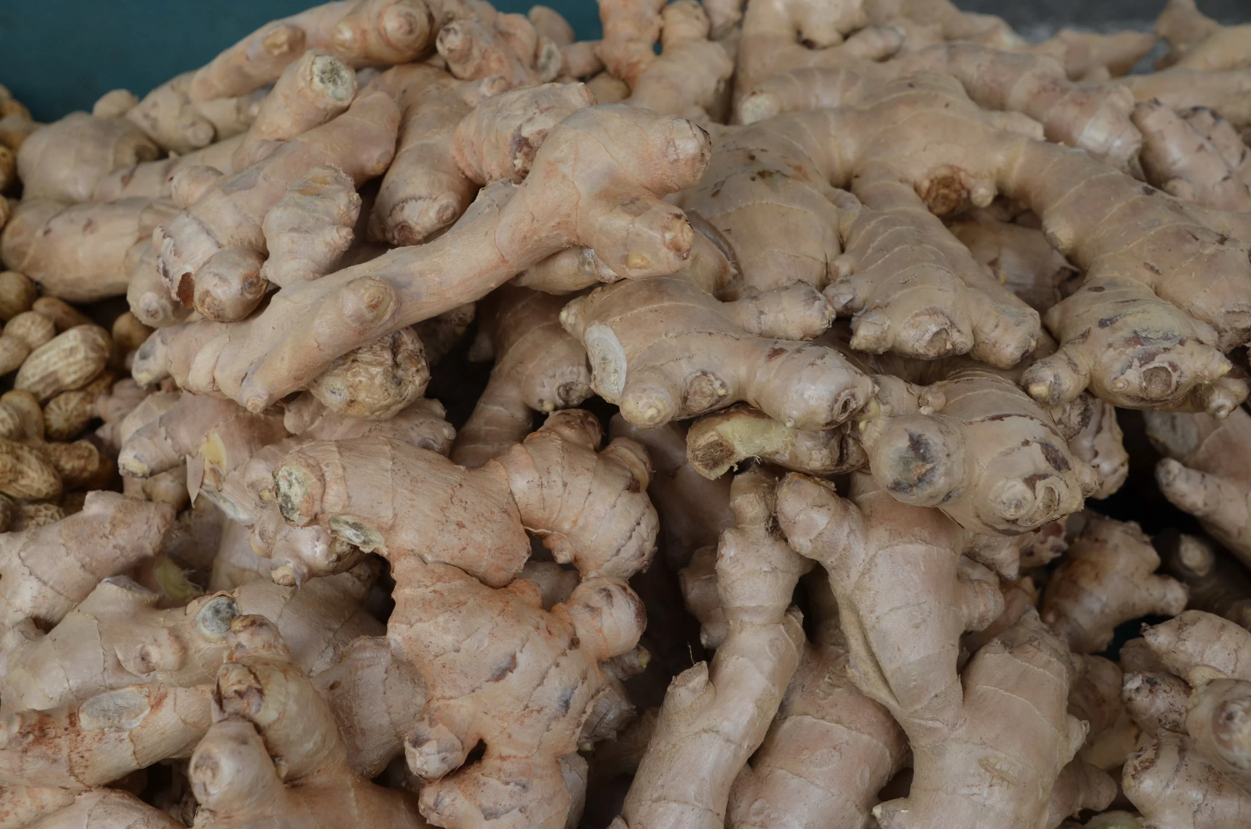 GINGER