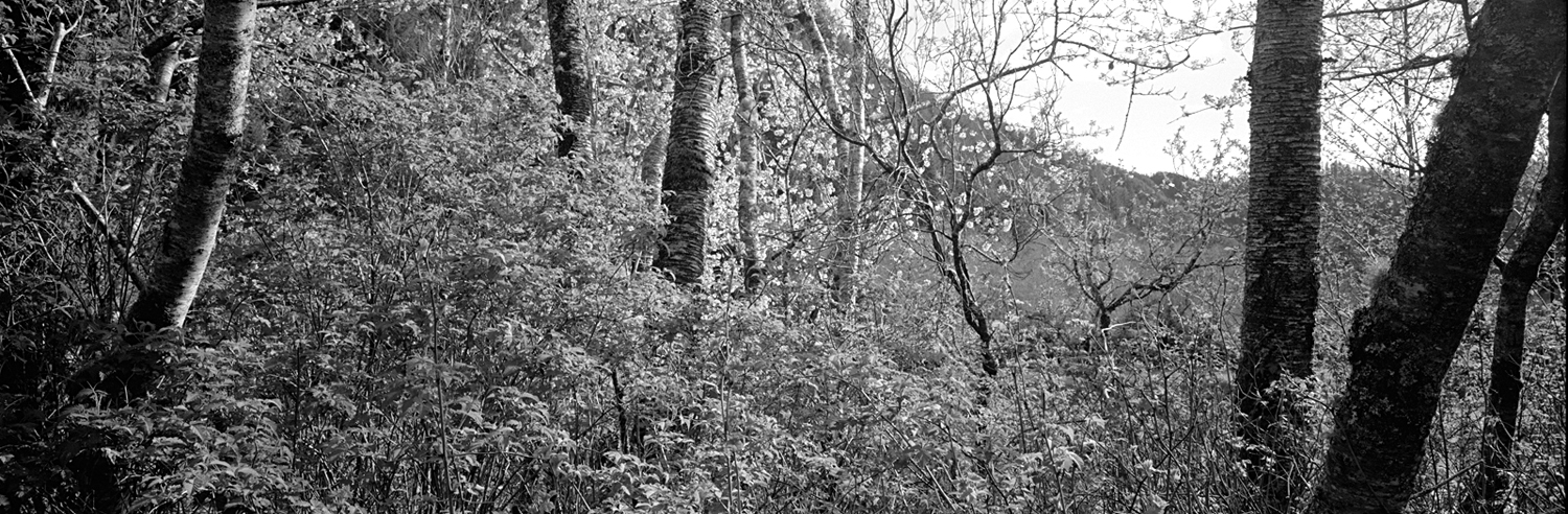 Spring, Blue Mountain, Coos County