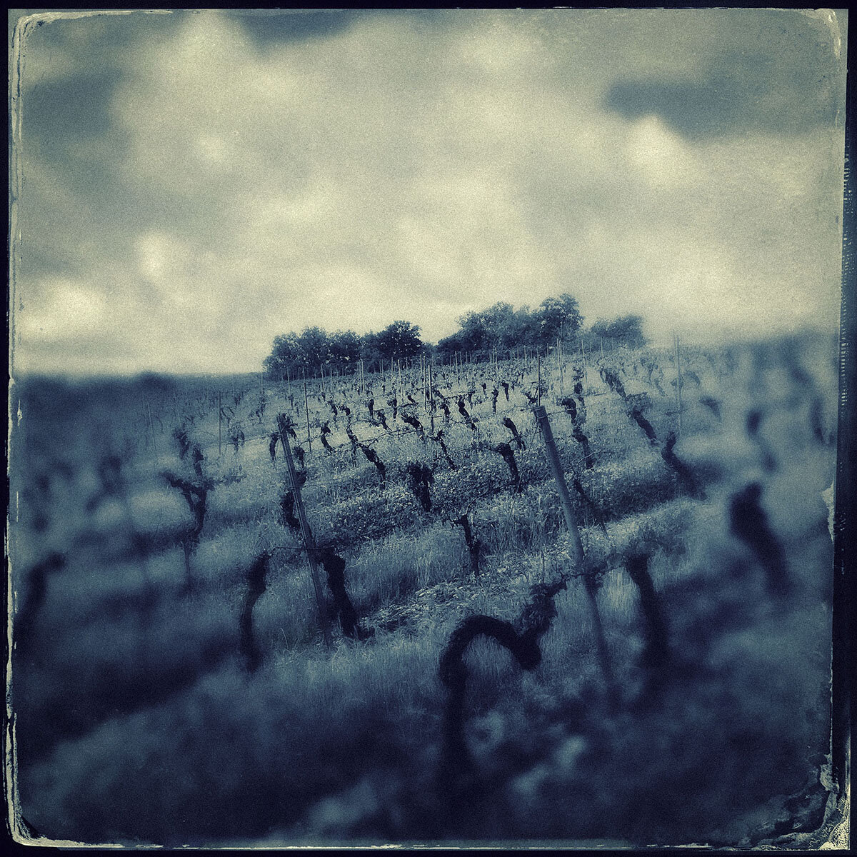 vineyard, glanes.jpg
