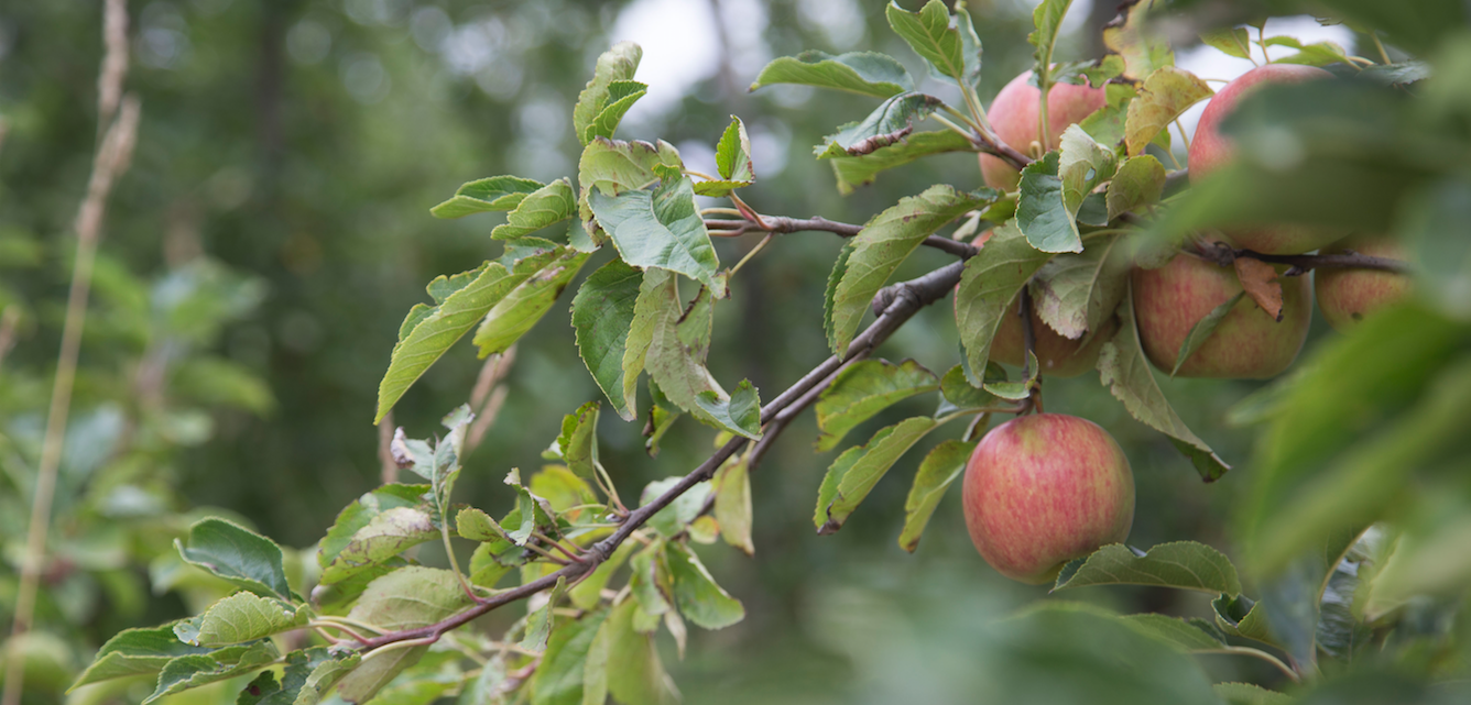 Granite belt apples_Treehouse Cider.png