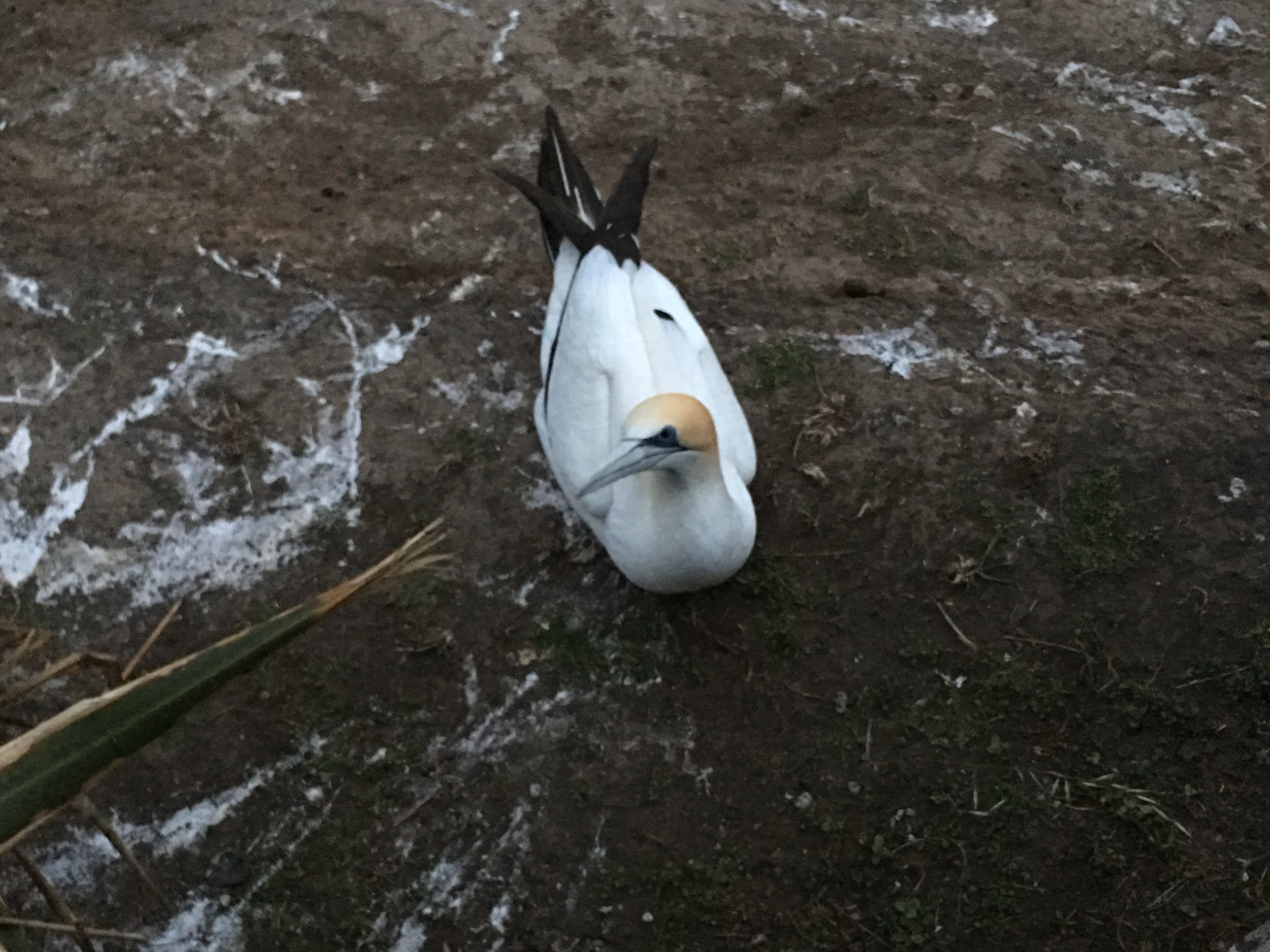 Gannet.jpeg