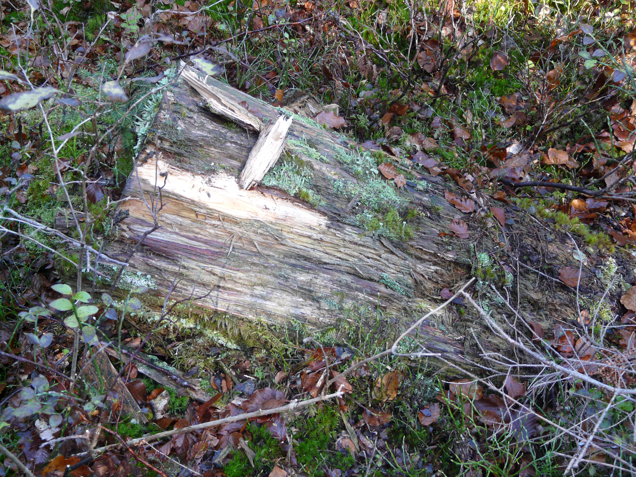 Buchenmoder aus den Wäldern des Walsertals