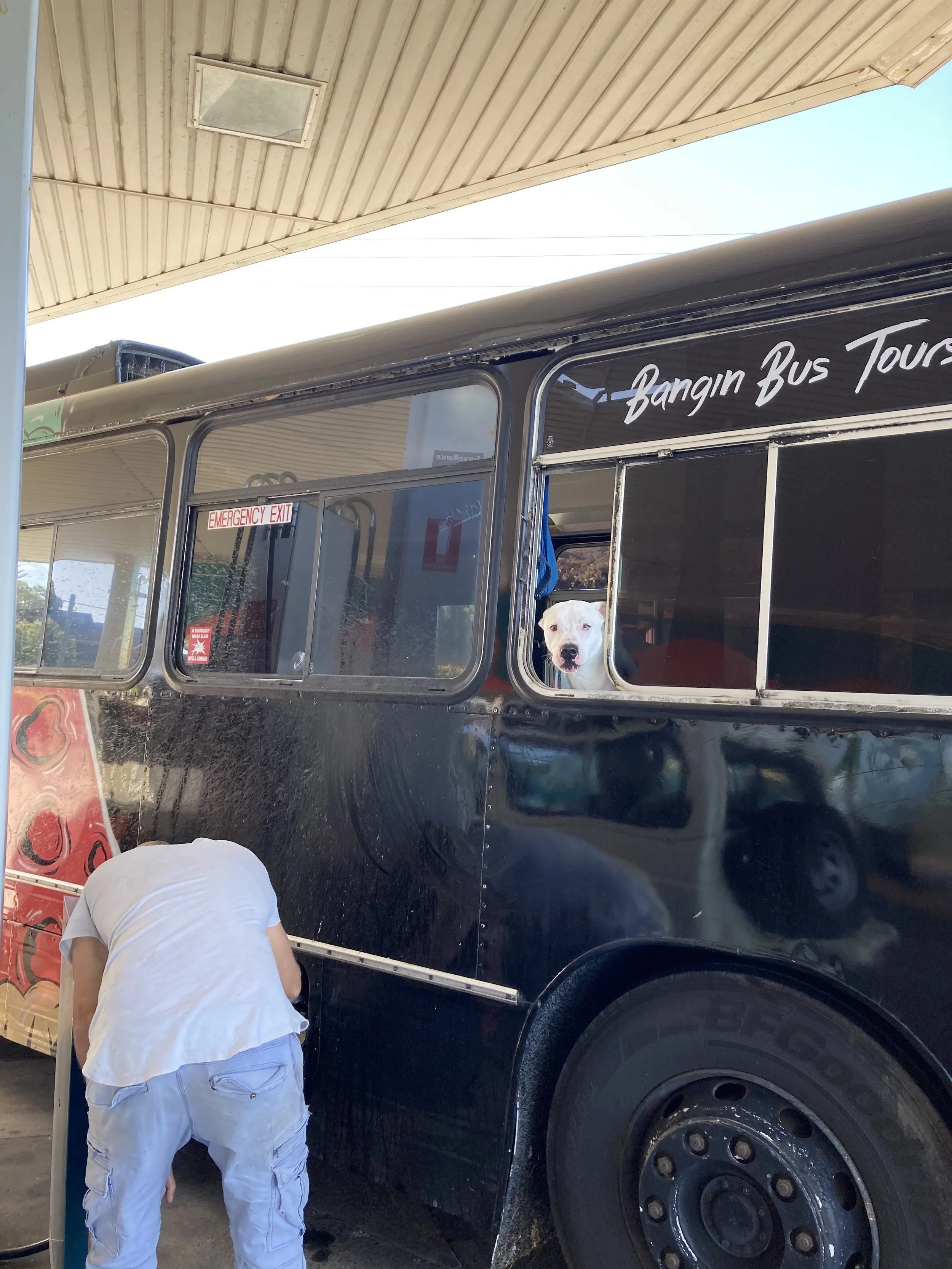 Bo in bus.jpeg