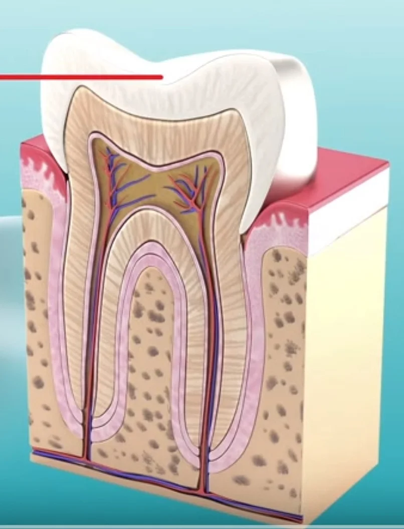 Teeth & how they are put together