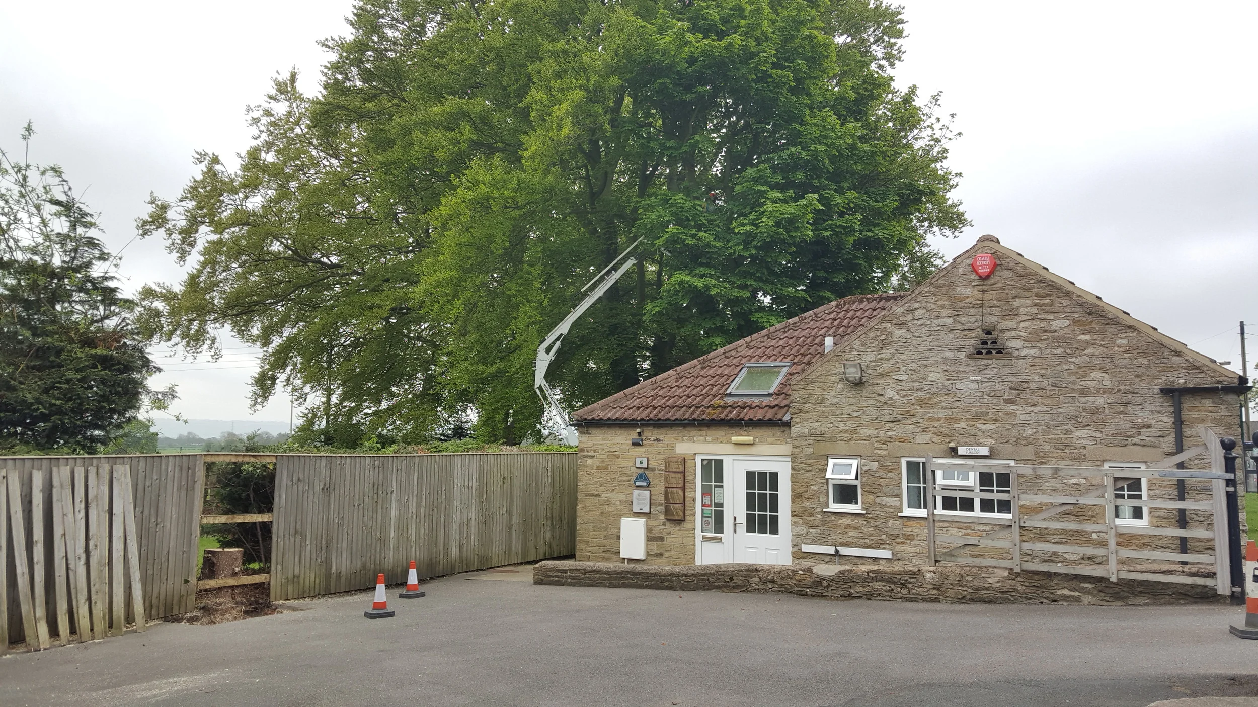 Trees being removed on the boundary
