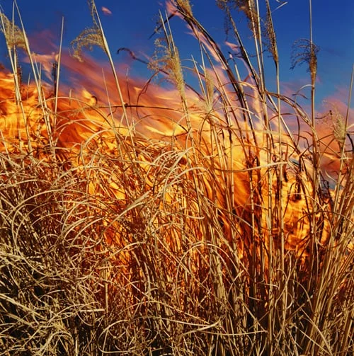 Burning grass, Lyon County, Kansas. 1994.