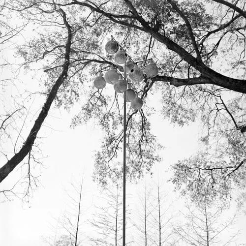 Gourd Tree, Monroe, Louisiana. 2002.
